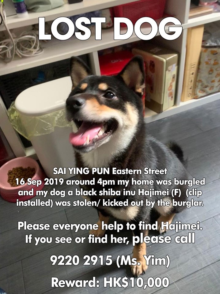 如提供準確地點,助尋回Hajimei酬金港幣10,000元。(受訪者提供) 如提供準確地點,助尋回Hajimei酬金港幣10,000元。(受訪者提供)