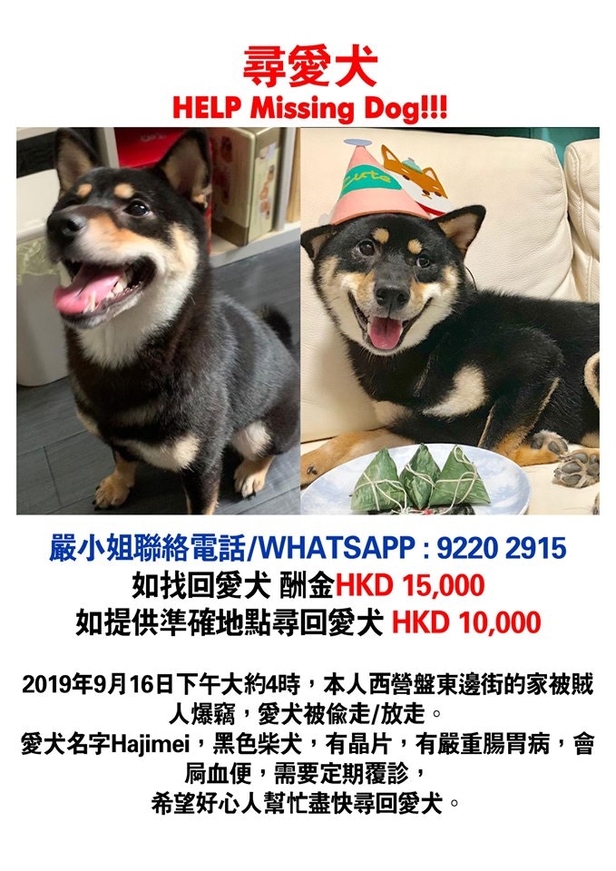 2019年9月16日下午大約4時,西營盤東邊街的住所被賊人爆竊,愛犬Hajimei被偷走/放走。(受訪者提供) 2019年9月16日下午大約4時,西營盤東邊街的住所被賊人爆竊,愛犬Hajimei被偷走/放走。(受訪者提供)