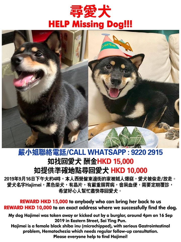 Hajimei是黑色柴犬,有晶片,有嚴重腸胃病,會屙血便,需要定期覆診。(受訪者提供) Hajimei是黑色柴犬,有晶片,有嚴重腸胃病,會屙血便,需要定期覆診。(受訪者提供)