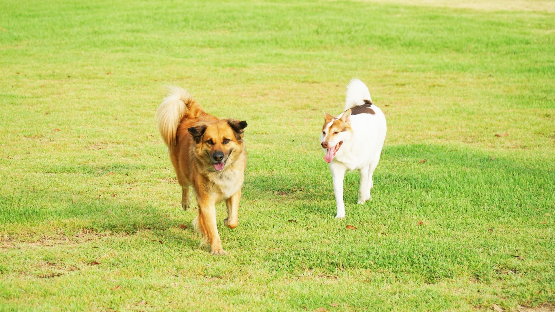 西九文化區位於九龍油尖旺區，是個擁有超大片草地的放狗好地方。（胡巧欣攝）