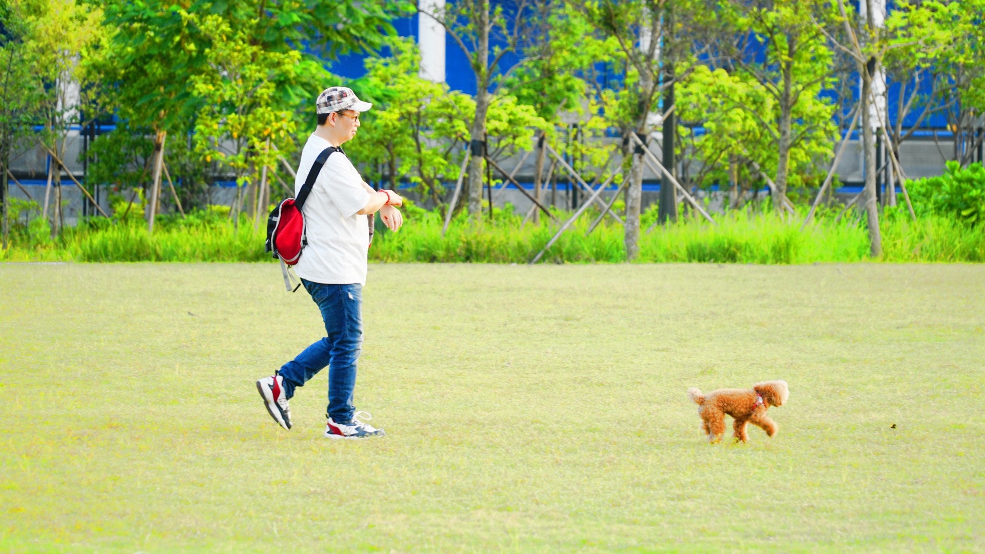 「藝術公園」有廣闊的草地可供狗隻散步。（胡巧欣攝）
