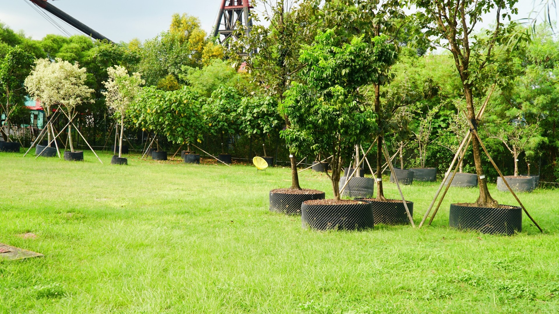 寵物區全區均為草地，可供狗狗自由奔跑。（胡巧欣攝）