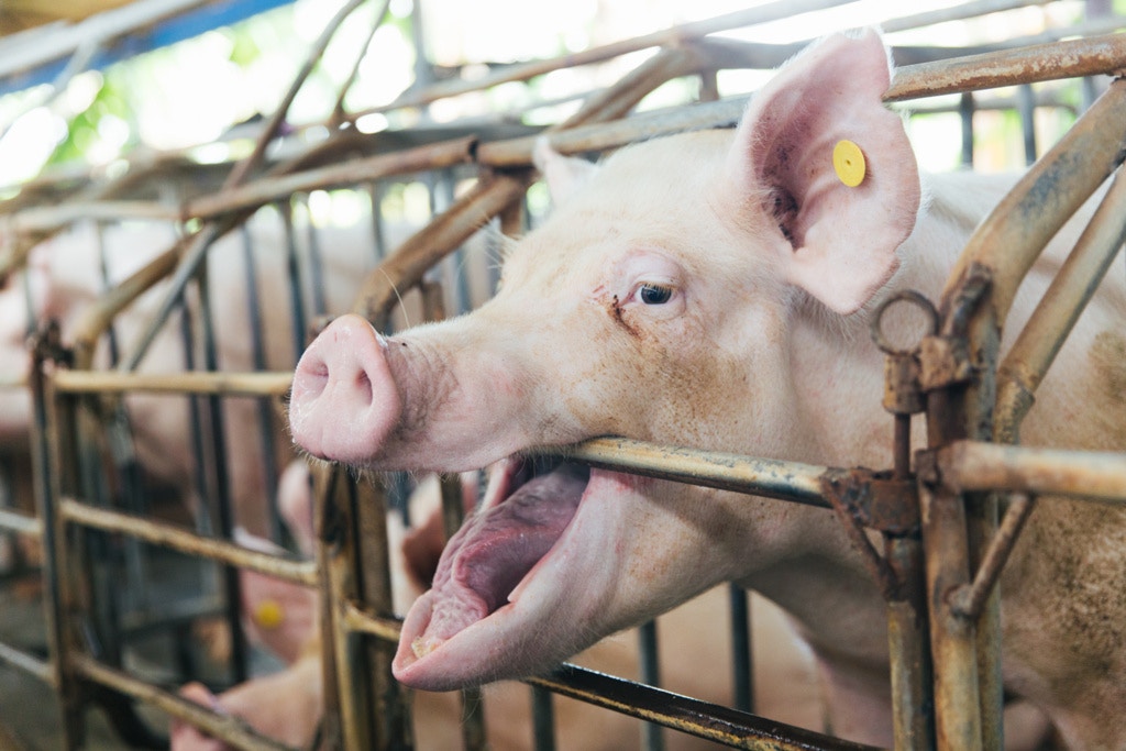 【非洲豬瘟】內地豬肉荒增購巴西豬　今年首7個月出口按年增三成