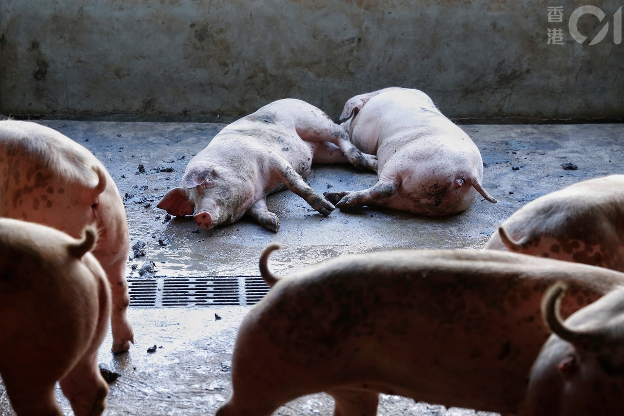 因應非洲豬瘟，豬肉供應大減、價格大漲。　(資料圖片)
