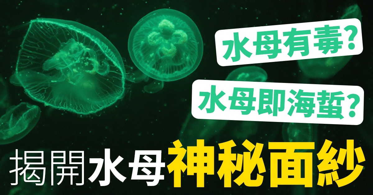 美麗有毒 5條q A讓你更了解水母 香港01 熱爆話題