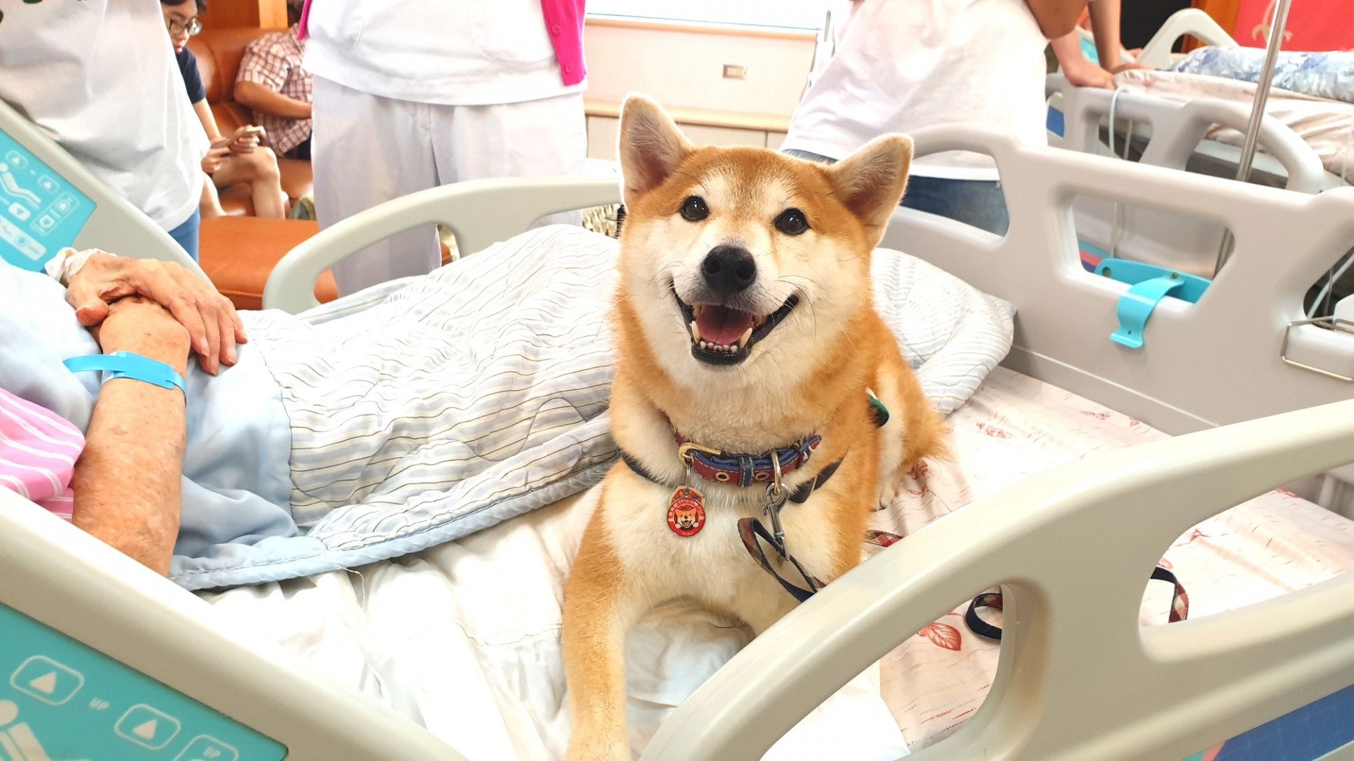 柴犬坐到病床上,與病人近距離接觸。(facebook@柴可兔斯貓-治療犬Pobe和短腿貓的日常) 柴犬坐到病床上,與病人近距離接觸。(facebook@柴可兔斯貓-治療犬Pobe和短腿貓的日常)