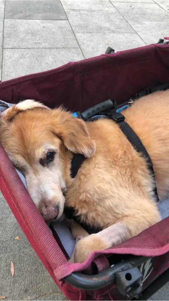 金毛尋回犬Oscar一年前患上淋巴癌,近日病情開始轉差。(受訪者提供) 金毛尋回犬Oscar一年前患上淋巴癌,近日病情開始轉差。(受訪者提供)