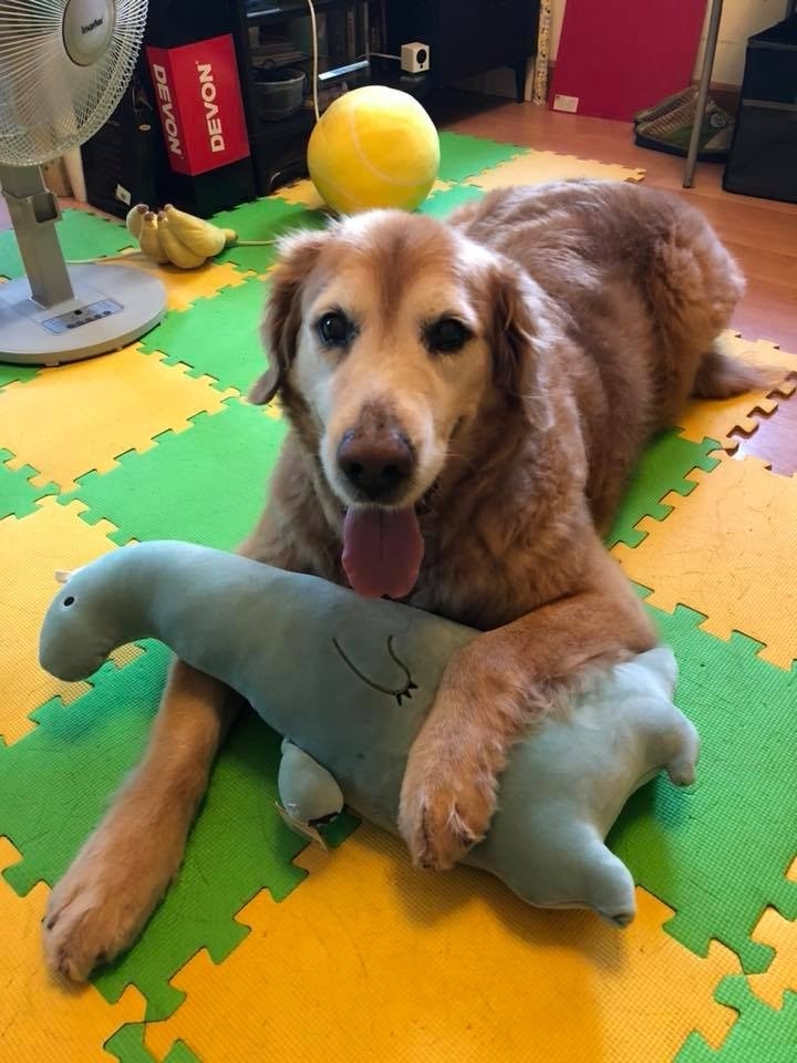 更請醫生為牠做化療,總算平安渡過了一整年。 (Facebook圖片:肥豬Oscar,抗癌路上有媽媽!) 更請醫生為牠做化療,總算平安渡過了一整年。 (Facebook圖片:肥豬Oscar,抗癌路上有媽媽!)