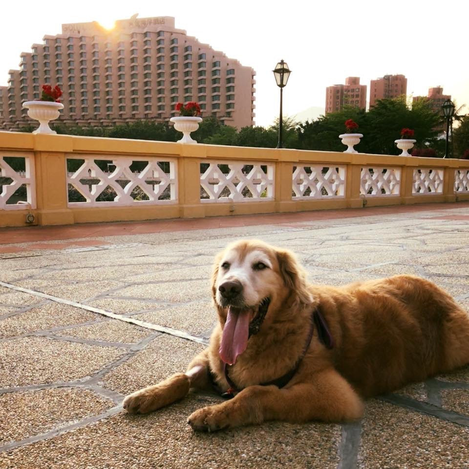 即使醫生Oscar做化療、打針,效用亦不顯著。 (Facebook圖片:肥豬Oscar,抗癌路上有媽媽!) 即使醫生Oscar做化療、打針,效用亦不顯著。 (Facebook圖片:肥豬Oscar,抗癌路上有媽媽!)