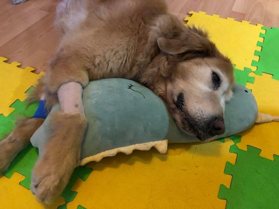 Oscar的情況時好時壞。 (Facebook圖片:肥豬Oscar,抗癌路上有媽媽!) Oscar的情況時好時壞。 (Facebook圖片:肥豬Oscar,抗癌路上有媽媽!)