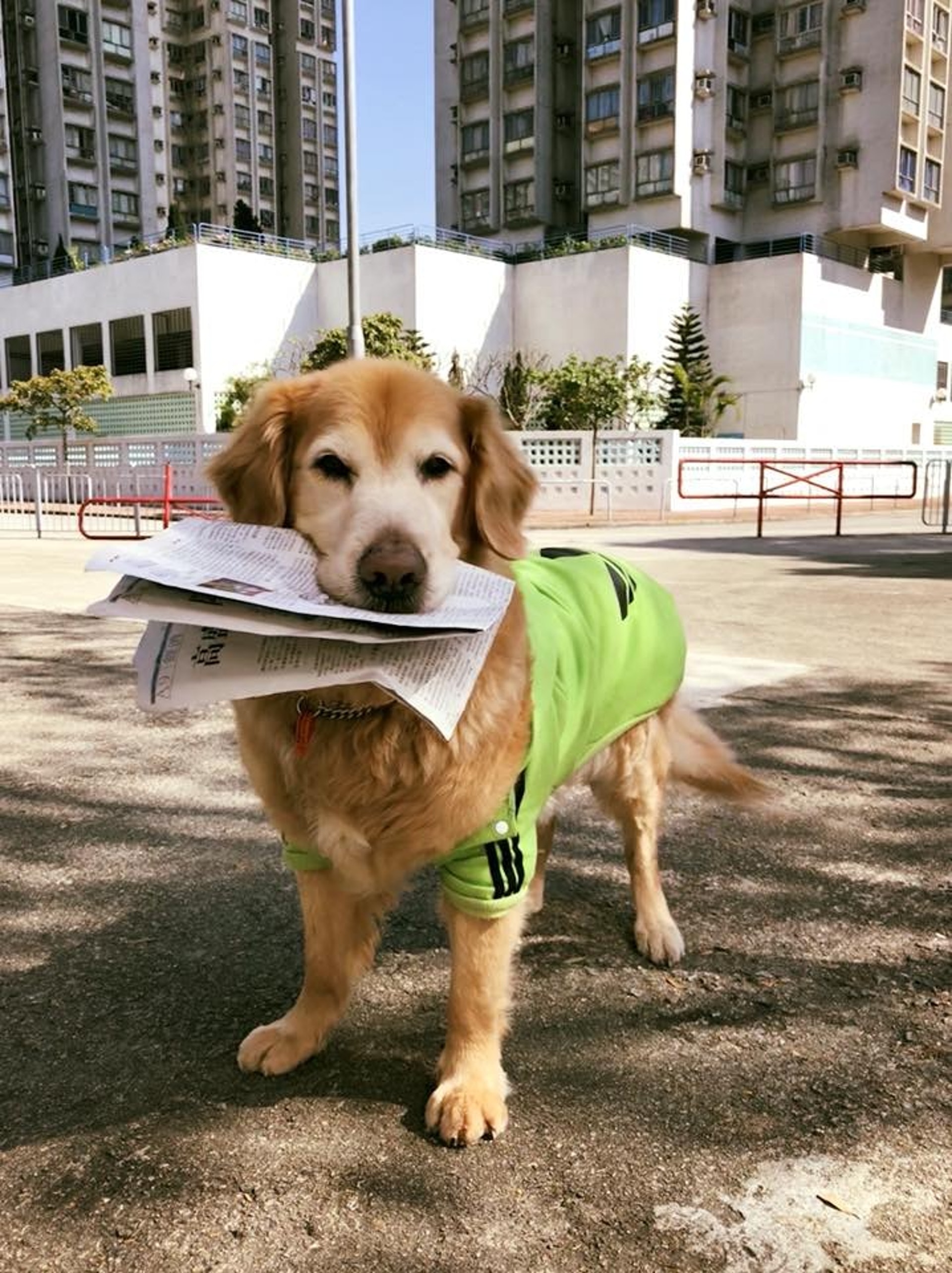 狗主亞珮不願放棄,帶著Oscar尋遍所有名醫。 (Facebook圖片:肥豬Oscar,抗癌路上有媽媽!) 狗主亞珮不願放棄,帶著Oscar尋遍所有名醫。 (Facebook圖片:肥豬Oscar,抗癌路上有媽媽!)