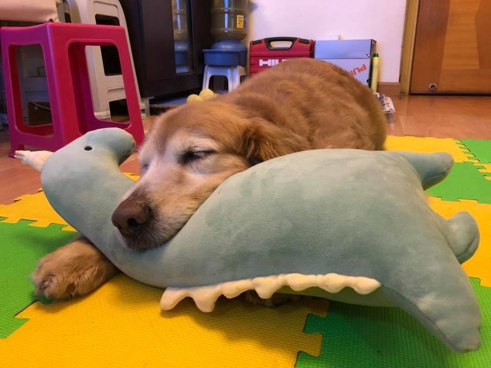 至本月初開始急劇轉壞,牠的頸、肩膊和後腿的淋巴都持續腫脹。 (Facebook圖片:肥豬Oscar,抗癌路上有媽媽!) 至本月初開始急劇轉壞,牠的頸、肩膊和後腿的淋巴都持續腫脹。 (Facebook圖片:肥豬Oscar,抗癌路上有媽媽!)