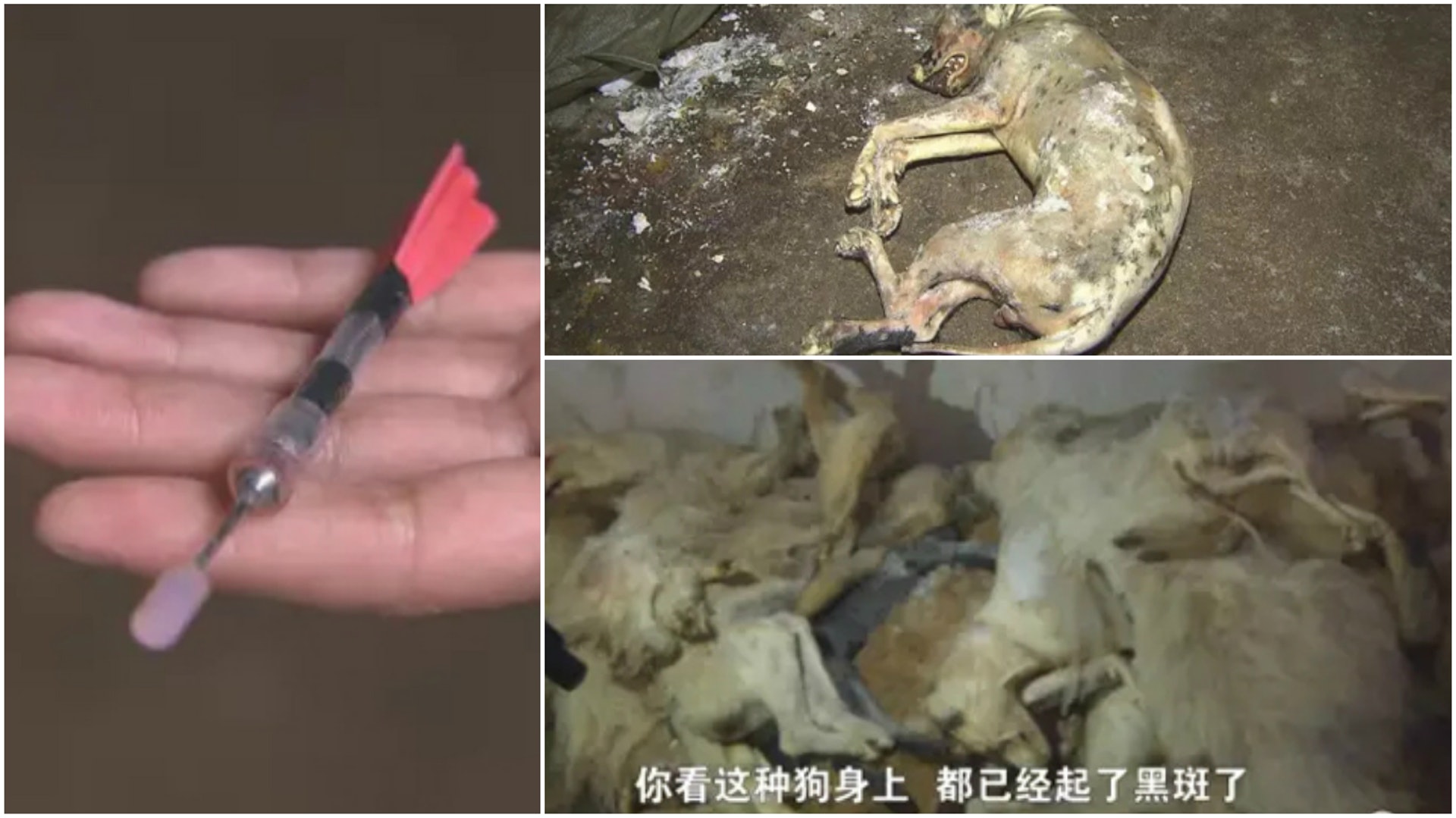 盜狗者用劇毒物氯化琥珀膽鹼製鏢偷狗,中毒而死的狗狗身上多有黑斑。曾有狗販誤傷自己,中毒身亡。(經視大調查) 盜狗者用劇毒物氯化琥珀膽鹼製鏢偷狗,中毒而死的狗狗身上多有黑斑。曾有狗販誤傷自己,中毒身亡。(經視大調查)