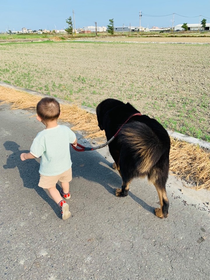 1歲小主人Q寶帶62公斤藏獒散步，單看背影已經覺得溫馨。（facebook圖片：登登 - Jordan）