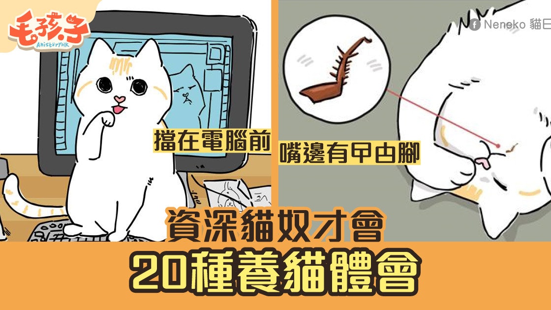 養貓共鳴 軟床被霸佔 擋電視畫面種貓奴日常生活體會 香港01 寵物 養貓共鳴 軟床被霸佔 擋電視畫面種貓奴日常生活體會 香港01 寵物