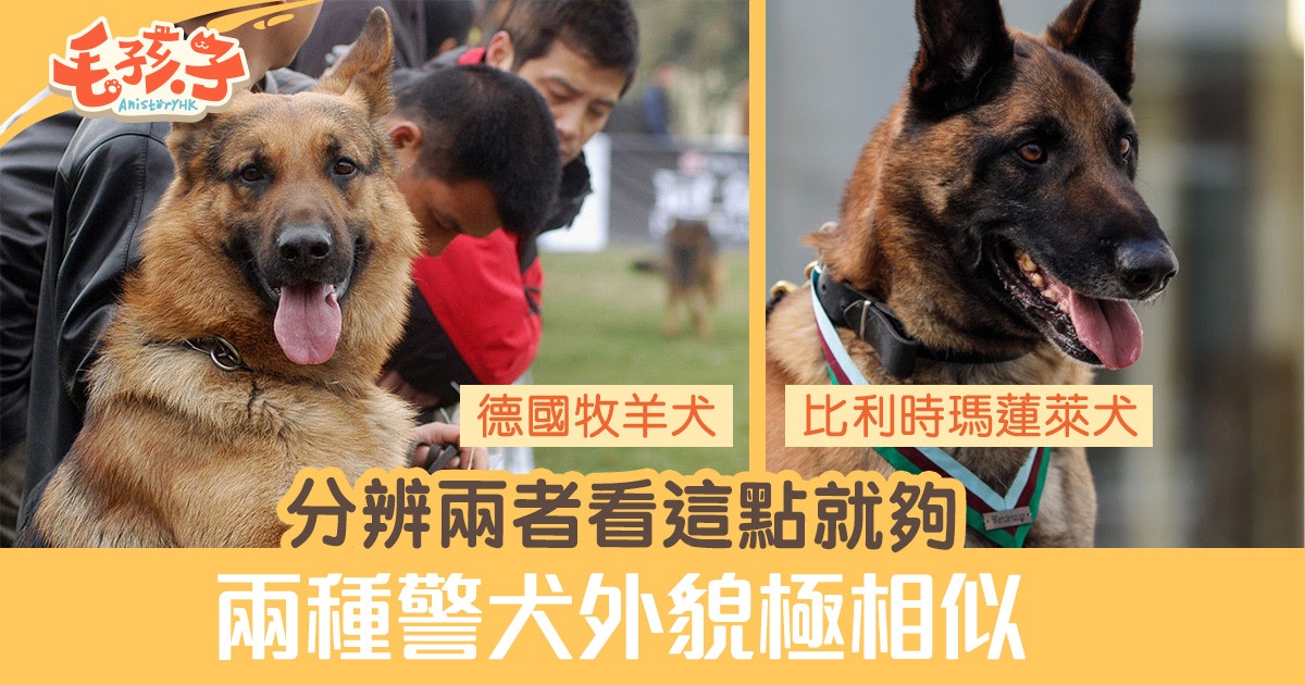 警犬 德國牧羊犬 瑪蓮萊犬外形相似分辨狗品種只看這點 香港01 寵物
