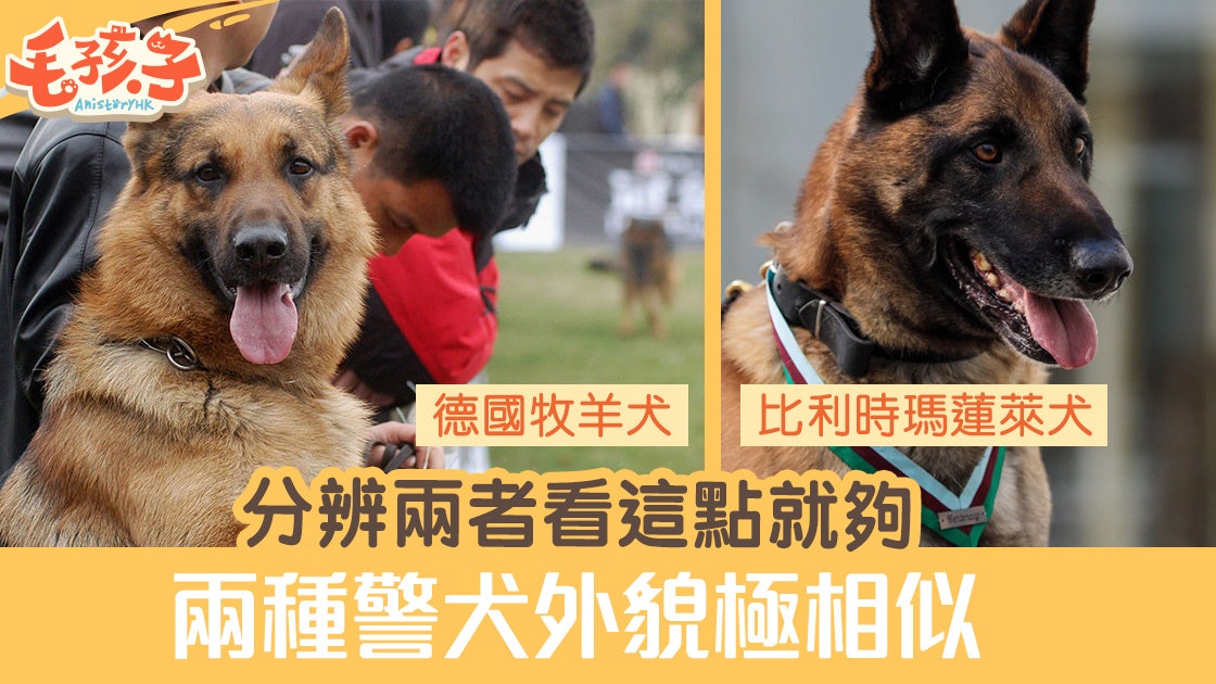 警犬 德國牧羊犬 瑪蓮萊犬外形相似分辨狗品種只看這點 香港01 寵物 警犬 德國牧羊犬 瑪蓮萊犬外形相似分辨狗品種只看這點 香港01 寵物