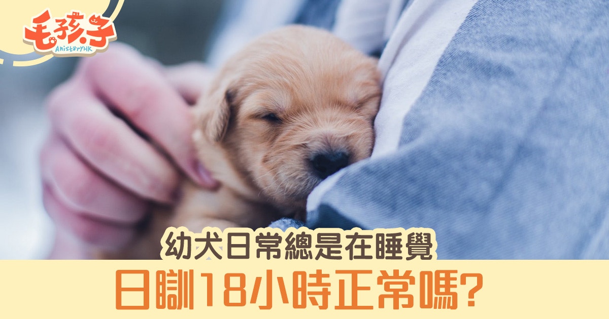 狗健康 幼犬總是在睡覺日睡18小時竟然是正常