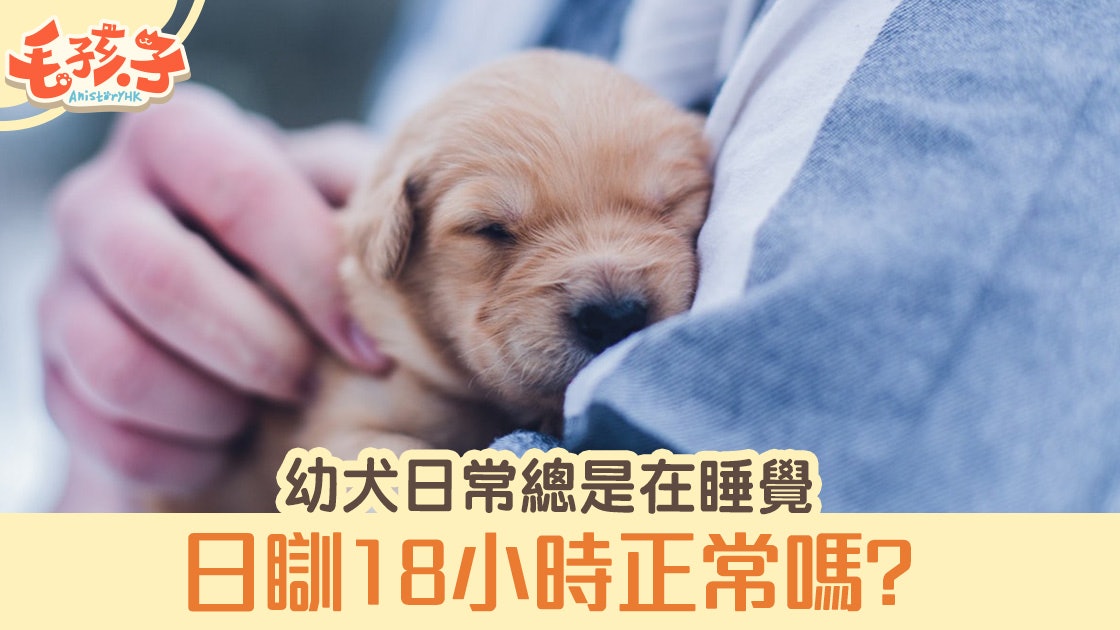 狗健康 幼犬總是在睡覺日睡18小時竟然是正常 狗健康 幼犬總是在睡覺日睡18小時竟然是正常