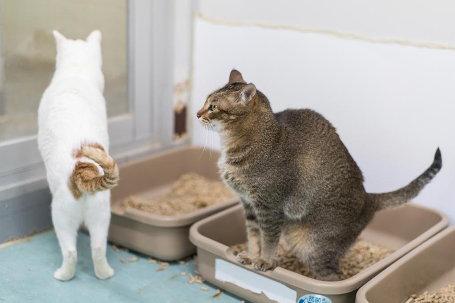 貓奴必讀 主子在你的床上尿尿原來是愛的表現 香港01 寵物