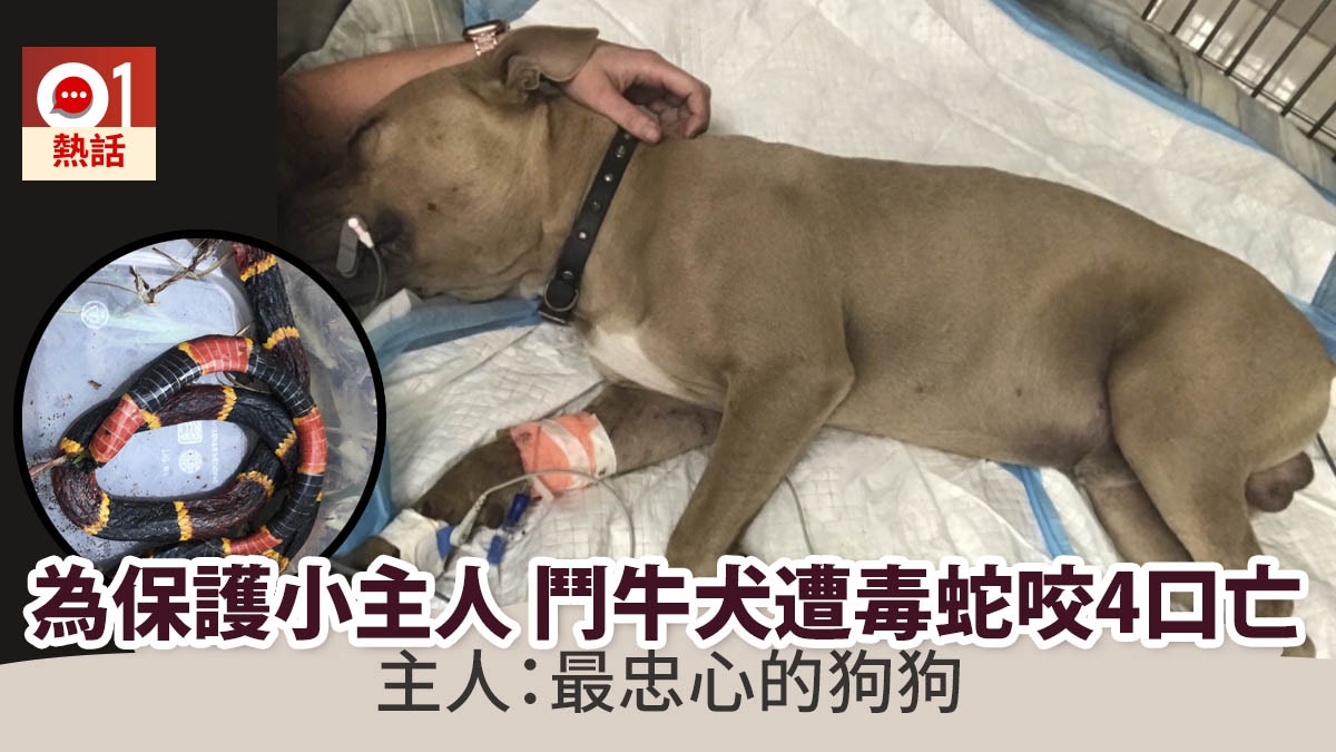 最忠心的朋友 鬥牛犬捨身保護小主人遭毒蛇狠咬4口身亡 香港01 熱爆話題