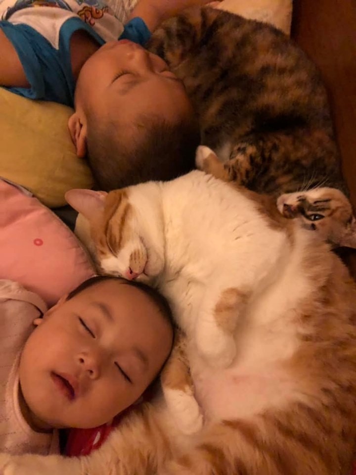 貓睡眠】家中孩子擠在一起睡媽媽見畫面暖笑：天氣開始變冷了