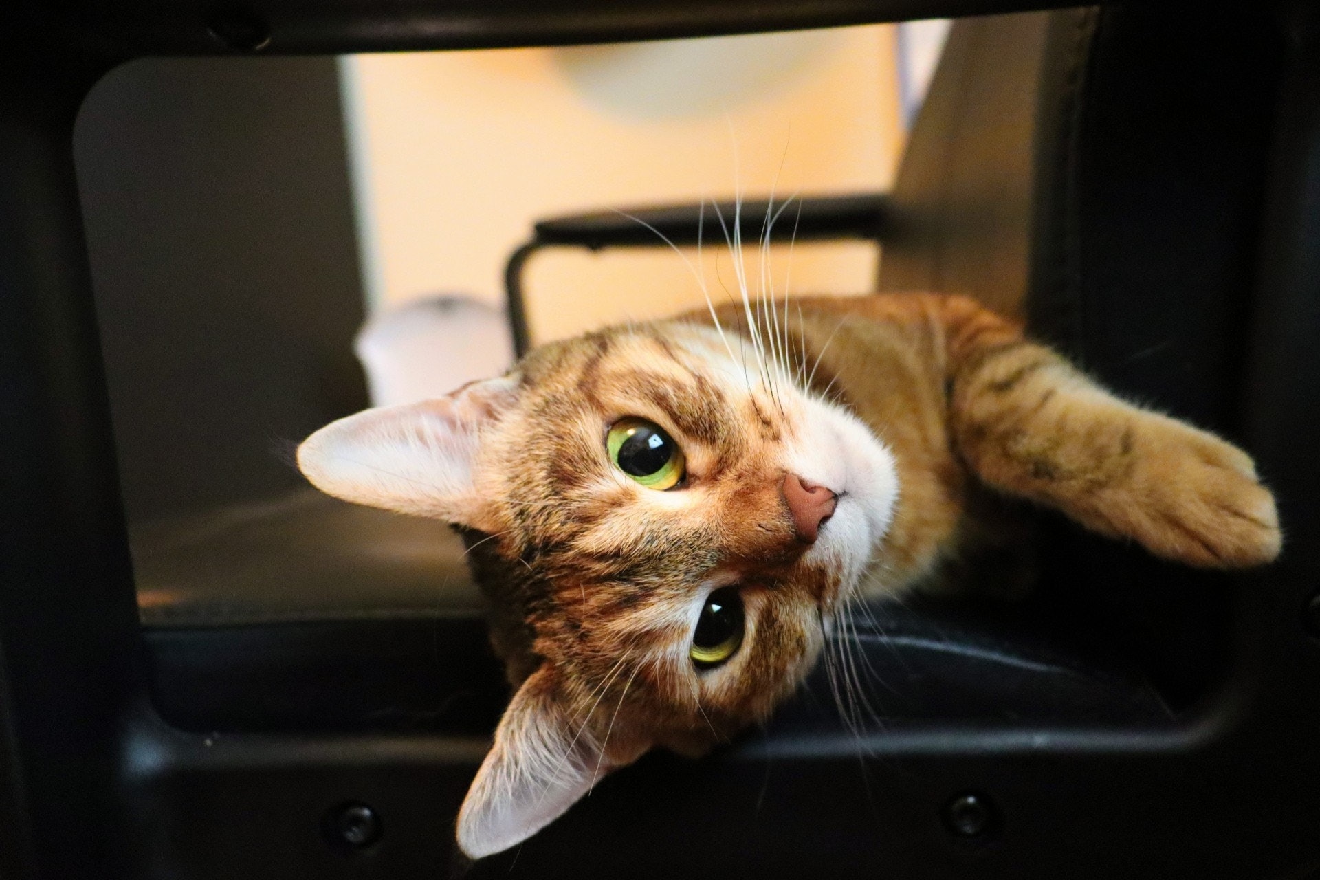 3. 遊戲治療:遊戲可以讓貓咪從中建立自信和改變新舊貓咪的關係,更可以幫助貓咪和新環境產生好的連結。(Seth Abramczyk@unsplash) 3. 遊戲治療:遊戲可以讓貓咪從中建立自信和改變新舊貓咪的關係,更可以幫助貓咪和新環境產生好的連結。(Seth Abramczyk@unsplash)