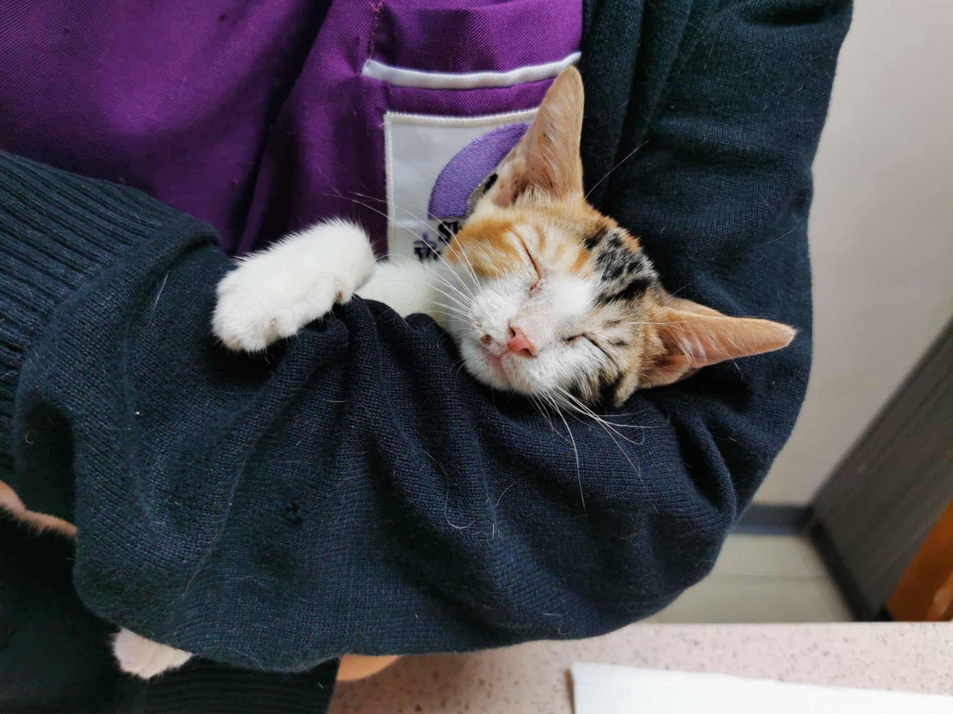 癱瘓小貓目前只有3個多月,看起來非常嬌小。(受訪者提供) 癱瘓小貓目前只有3個多月,看起來非常嬌小。(受訪者提供)