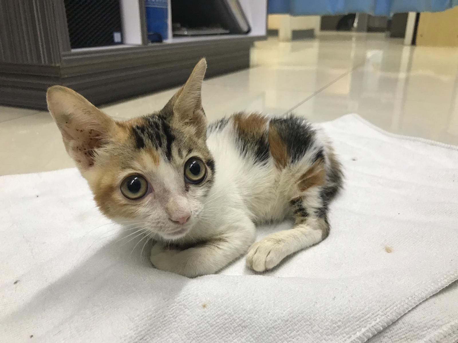 牠前手屈曲,懷疑天生有問題。(受訪者提供) 牠前手屈曲,懷疑天生有問題。(受訪者提供)