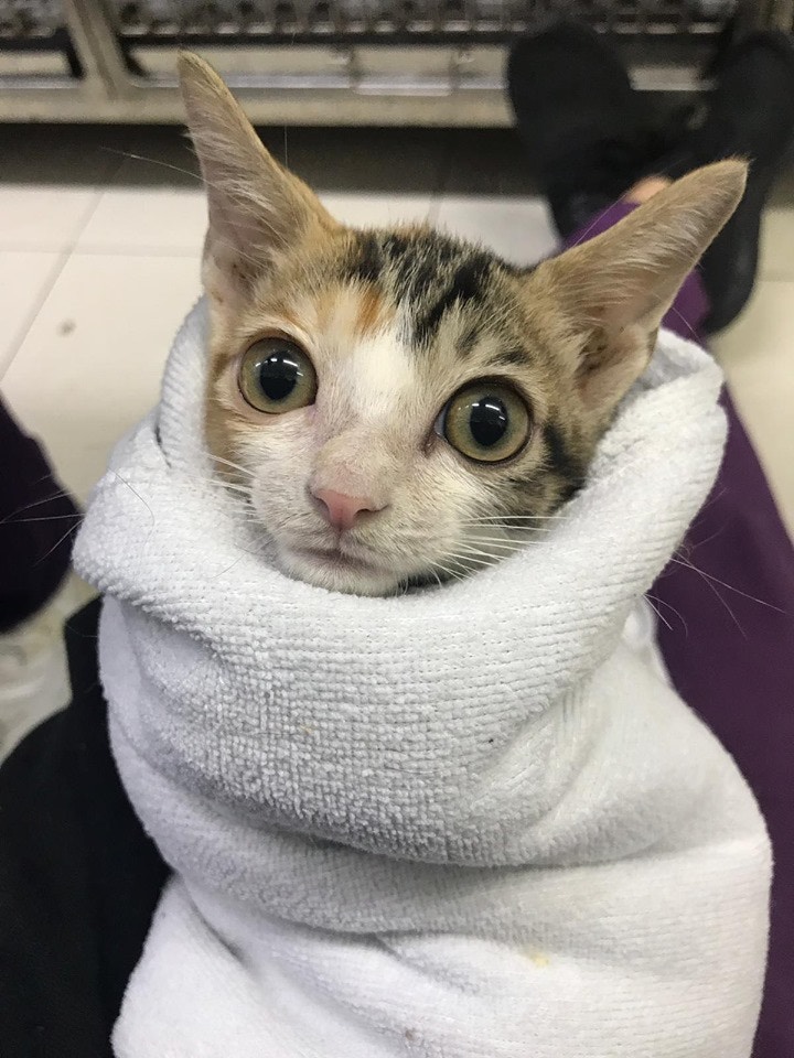 看起來眼仔碌碌,非常精伶。(受訪者提供) 看起來眼仔碌碌,非常精伶。(受訪者提供)