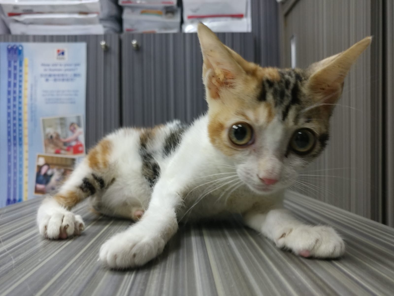 由於目前年紀太小,醫生無法為牠做手術。(受訪者提供) 由於目前年紀太小,醫生無法為牠做手術。(受訪者提供)