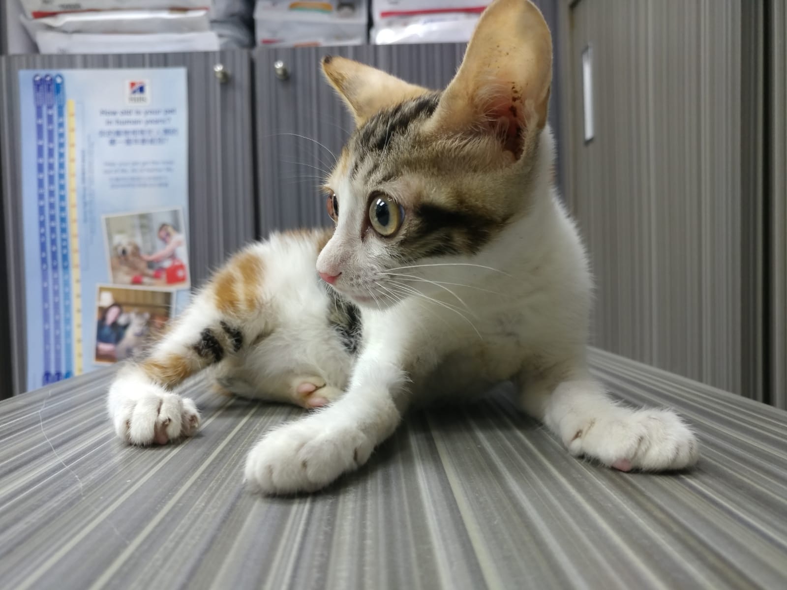 即使身患奇疾,小貓仍然非常活潑。(受訪者提供) 即使身患奇疾,小貓仍然非常活潑。(受訪者提供)