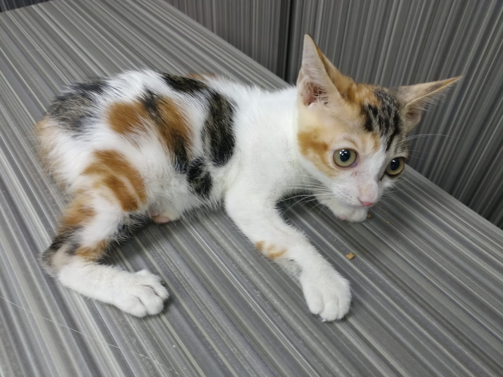 醫生目前只能處方藥物給牠止痛。(受訪者提供) 醫生目前只能處方藥物給牠止痛。(受訪者提供)