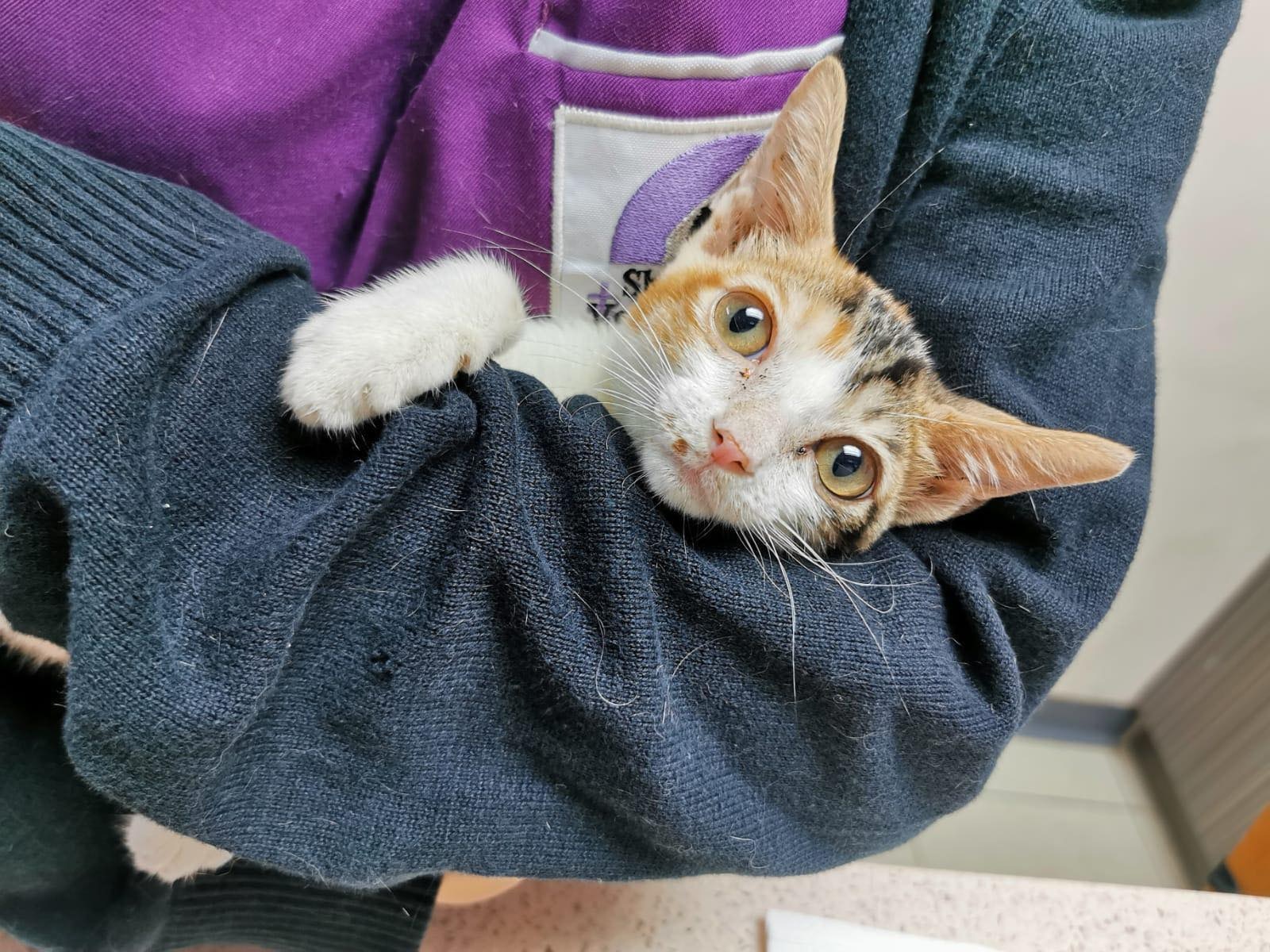 小貓由於脊椎塌陷,導致下半身癱瘓。(受訪者提供) 小貓由於脊椎塌陷,導致下半身癱瘓。(受訪者提供)