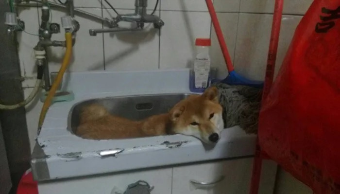 台男幫毛孩洗腳後忘記抱落地柴犬被困洗手盆表情生無可戀超搞笑