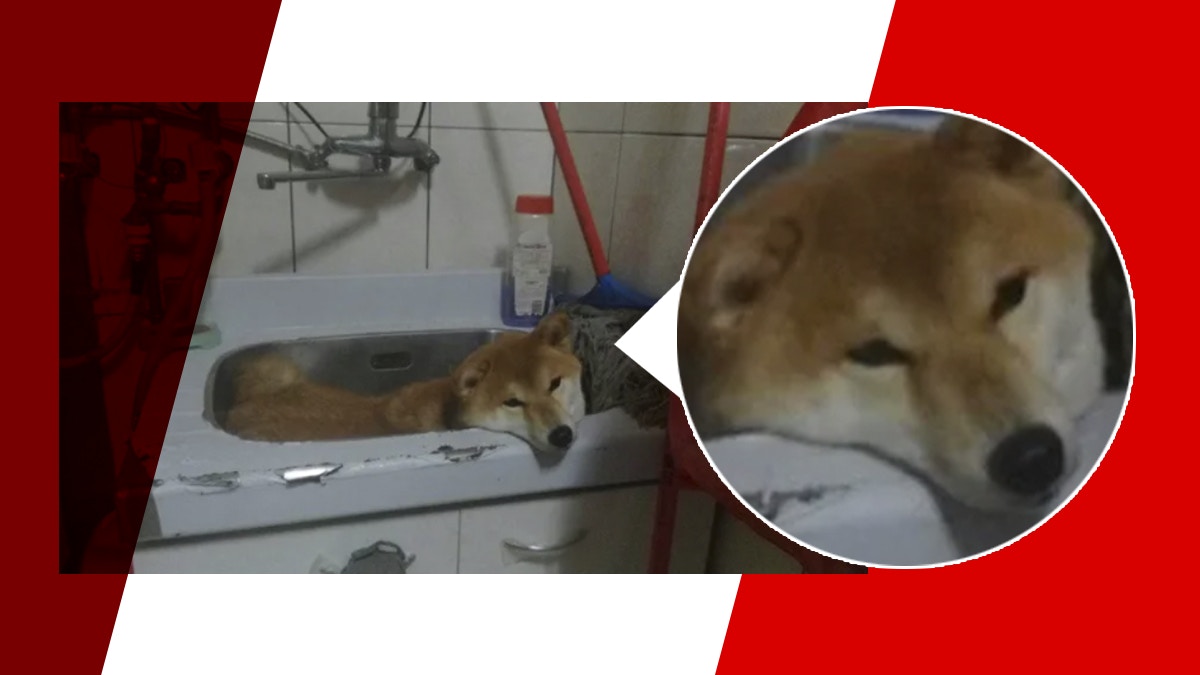 台男幫毛孩洗腳後忘記抱落地柴犬被困洗手盆表情生無可戀超搞笑