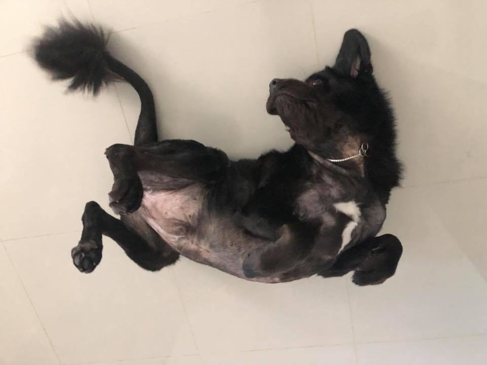 獒犬向大門狂吠媽耳邊傳詭異女聲網民 狗狗在守護你 香港01 寵物