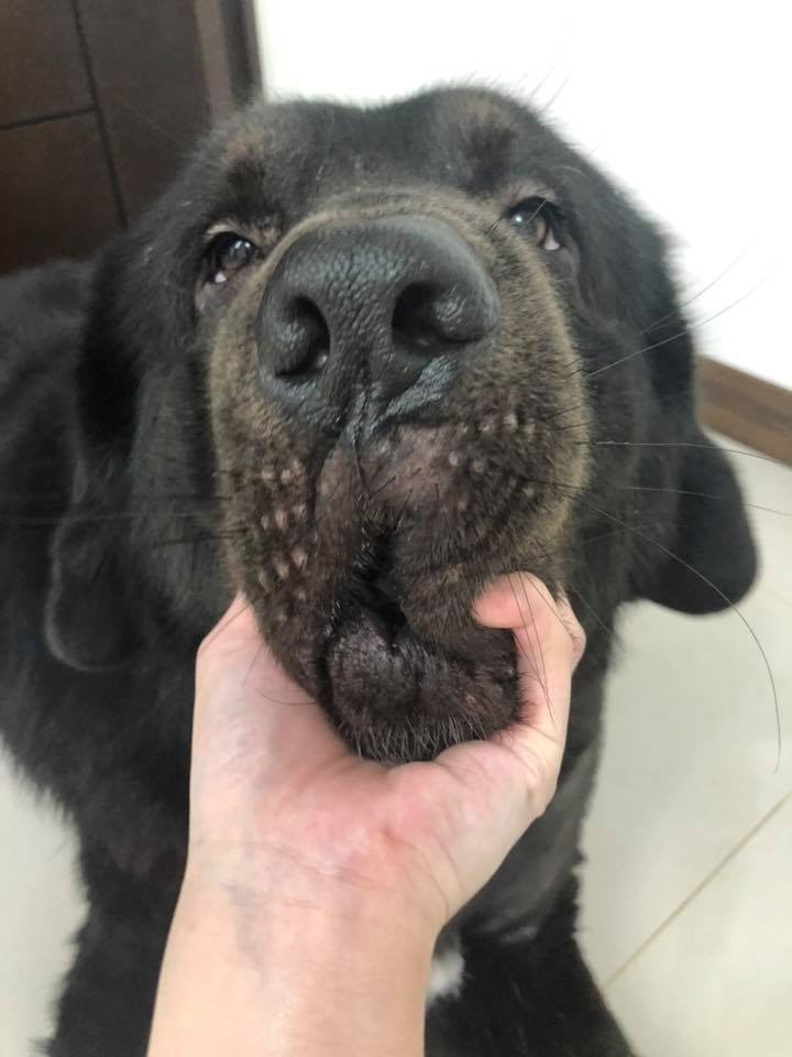 獒犬向大門狂吠媽耳邊傳詭異女聲網民 狗狗在守護你 香港01 寵物