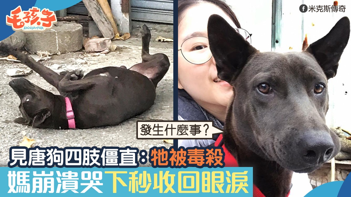 毒狗 黑色唐狗倒臥路邊媽見這幕下秒收回眼淚