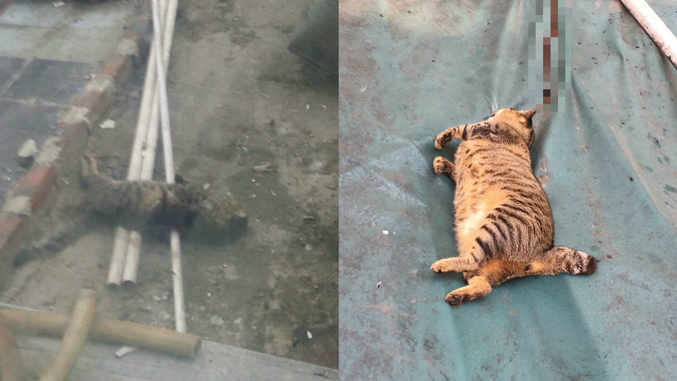 【懷疑虐貓】西貢後巷發現兩貓屍 義工:疑被連環毒殺 【懷疑虐貓】西貢後巷發現兩貓屍 義工:疑被連環毒殺