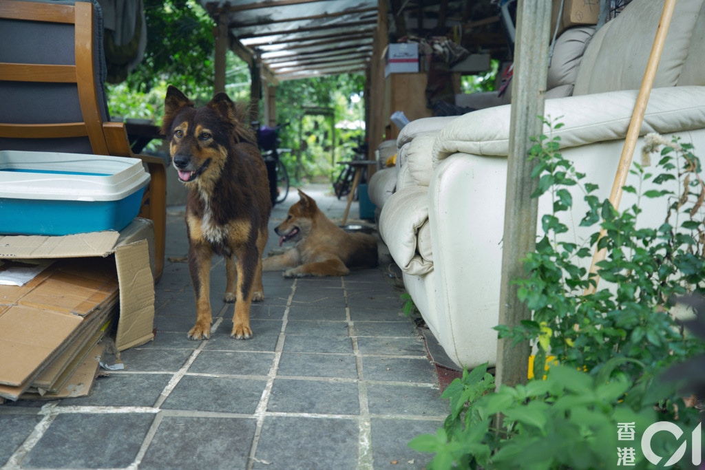 吉秋爽認為,政府應該善待鄉郊動物,落實貓狗絕育這些最基本措施。(黃舒慧攝) 吉秋爽認為,政府應該善待鄉郊動物,落實貓狗絕育這些最基本措施。(黃舒慧攝)