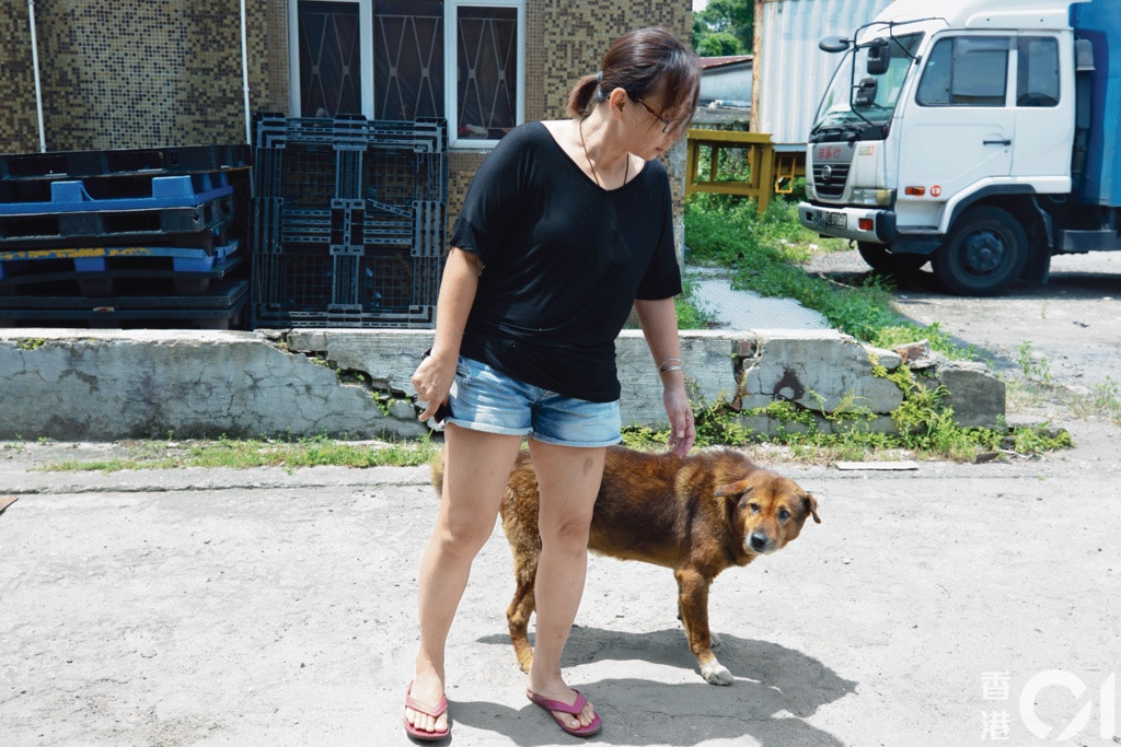 作為倉狗飼養者,洪小姐表示「照顧到多久就多久」。(黃舒慧攝) 作為倉狗飼養者,洪小姐表示「照顧到多久就多久」。(黃舒慧攝)