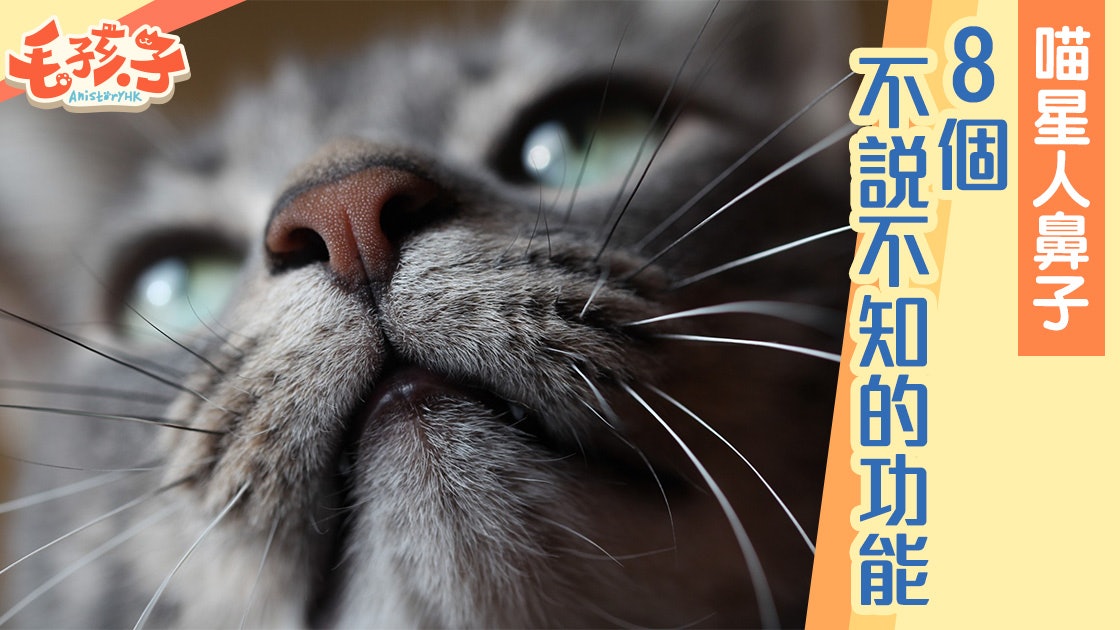 貓鼻子8個你不知道的功能鼻碰鼻是在互相打招呼 貓鼻子8個你不知道的功能鼻碰鼻是在互相打招呼