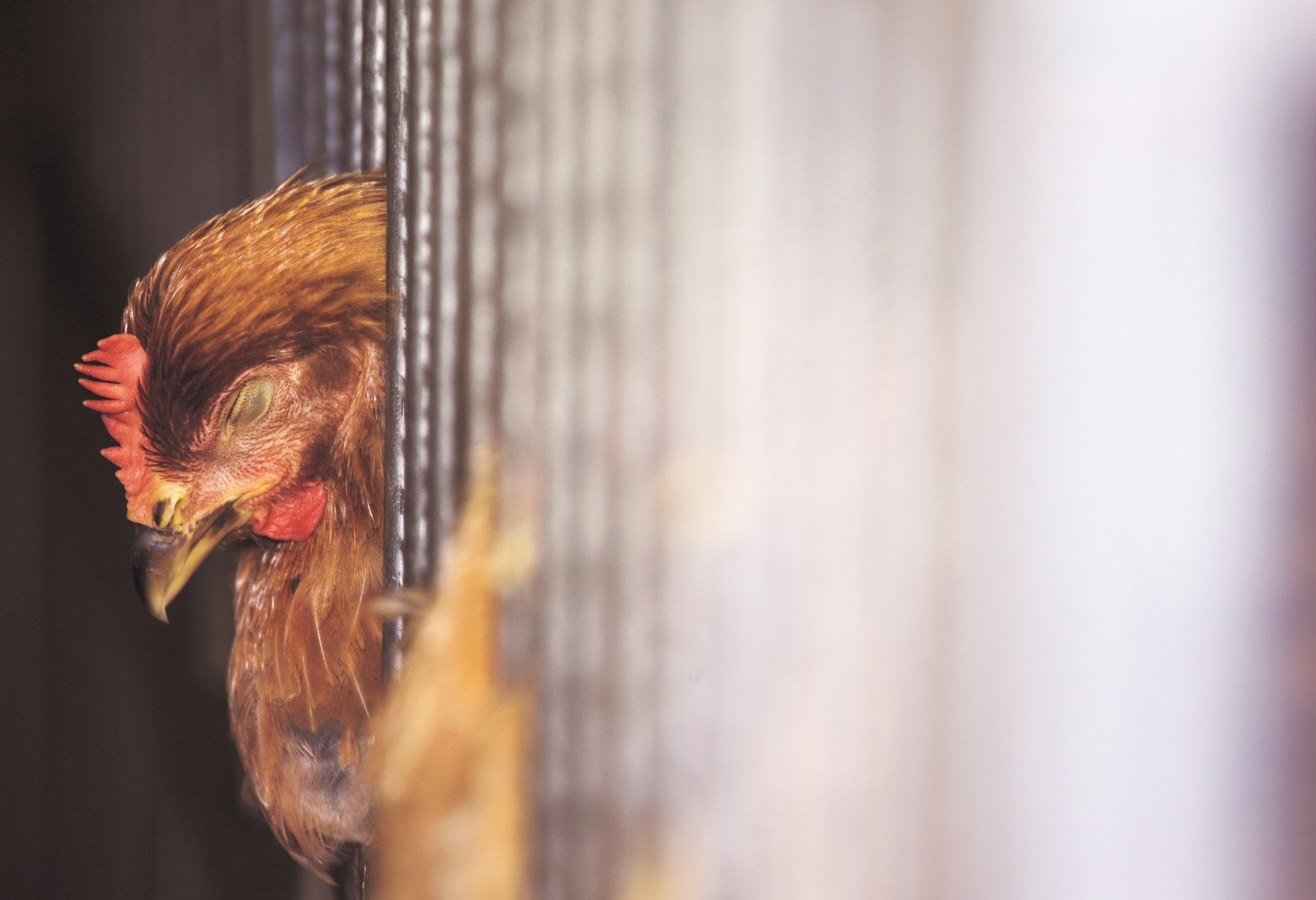 內地於1月16日至29日新增57宗H7N9個案,9人不幸死亡。(資料圖片) 內地於1月16日至29日新增57宗H7N9個案,9人不幸死亡。(資料圖片)