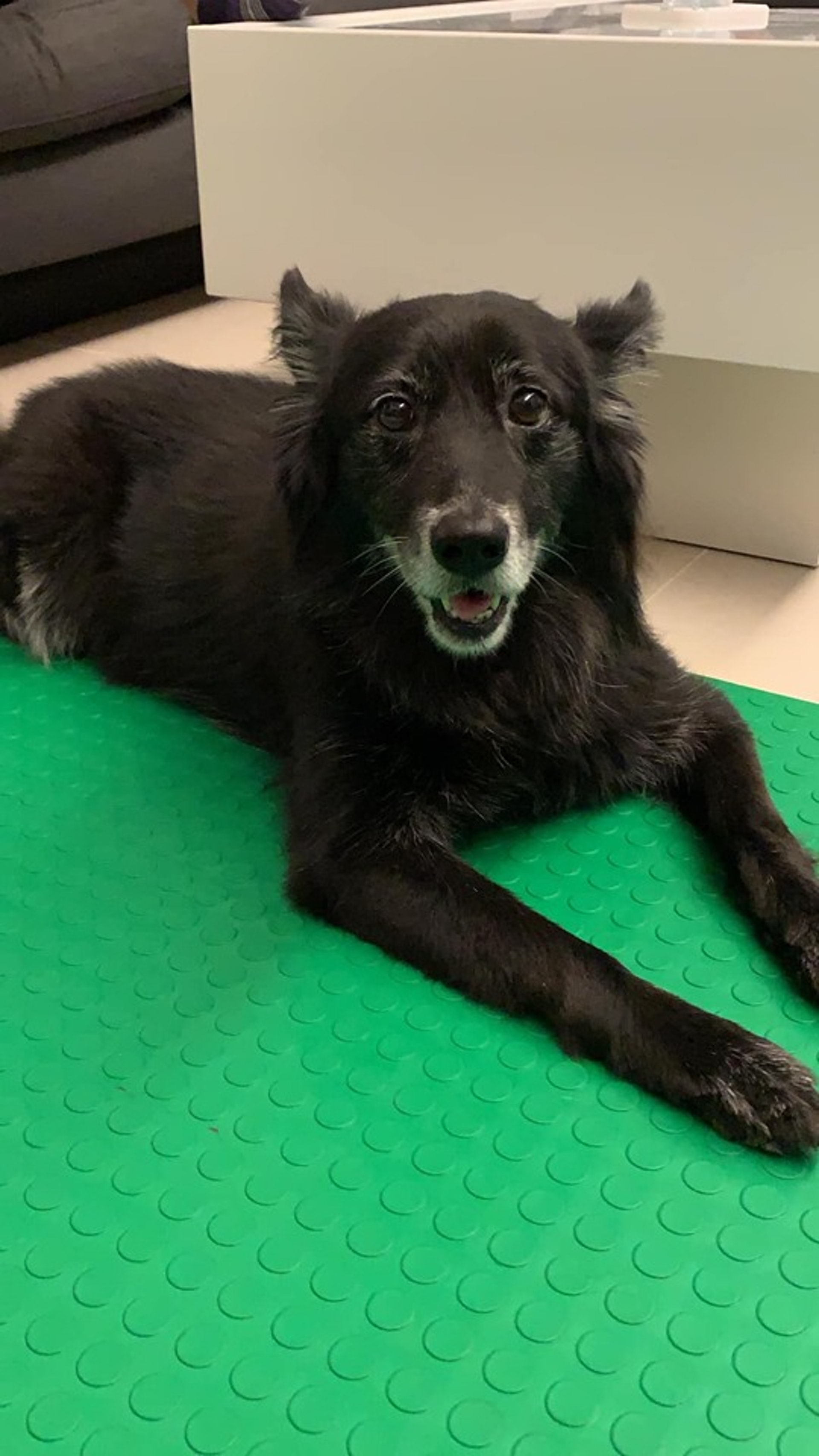 寵物美容 黑狗換新造型後腦慘被剪成娃娃頭正面霸氣十足 寵物美容 黑狗換新造型後腦慘被剪成娃娃頭正面霸氣十足