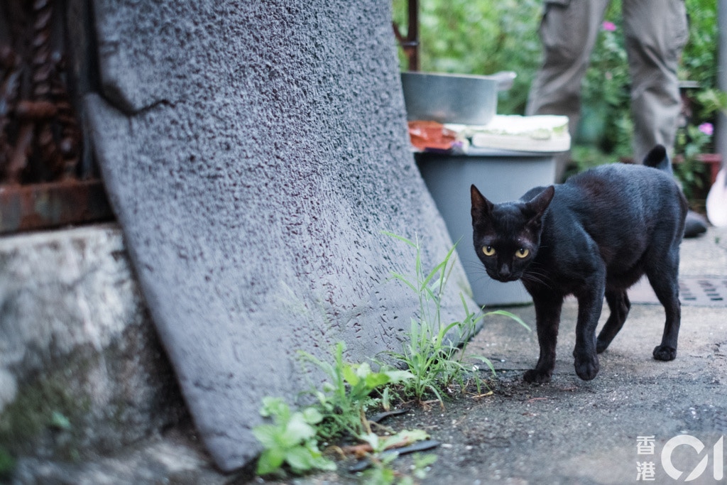 陳燕遐認為,政府應制訂「捕捉、絕育、放回」政策。(歐嘉樂攝) 陳燕遐認為,政府應制訂「捕捉、絕育、放回」政策。(歐嘉樂攝)