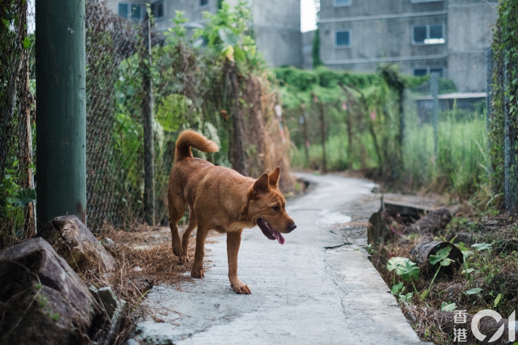 林進文認為,部份城市人對狗不熟悉,才會對牠們產生恐懼。(歐嘉樂攝) 林進文認為,部份城市人對狗不熟悉,才會對牠們產生恐懼。(歐嘉樂攝)