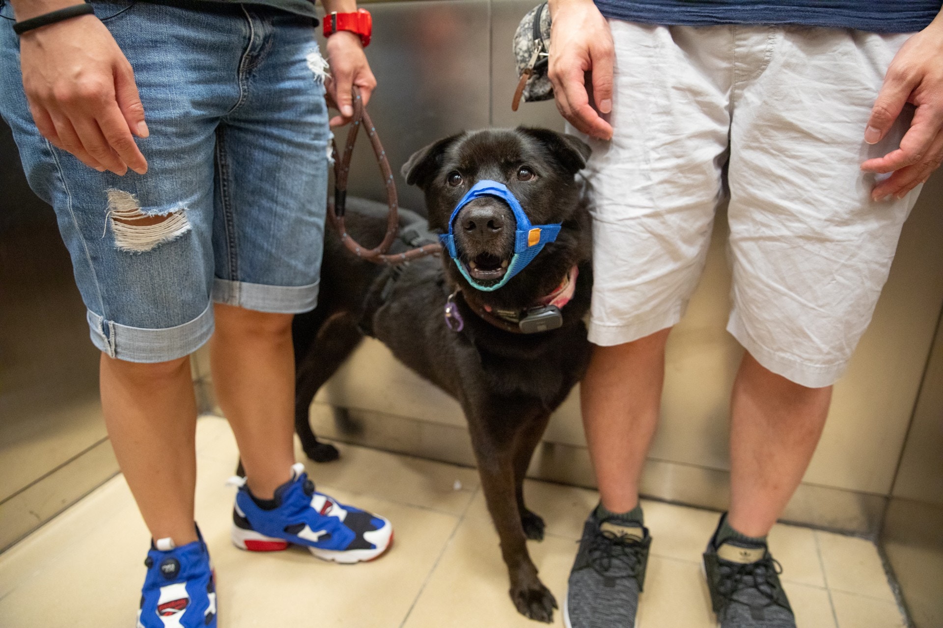 毛孩與我 公屋伴侶犬被標籤 怪獸 主人 閃閃避避先可生存 香港01 寵物