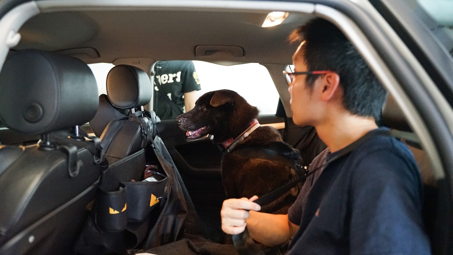 為了帶妹妹四出遊玩,狗主決定買一輛私車家,充當牠的寵物車。(吳嘉俊攝) 為了帶妹妹四出遊玩,狗主決定買一輛私車家,充當牠的寵物車。(吳嘉俊攝)