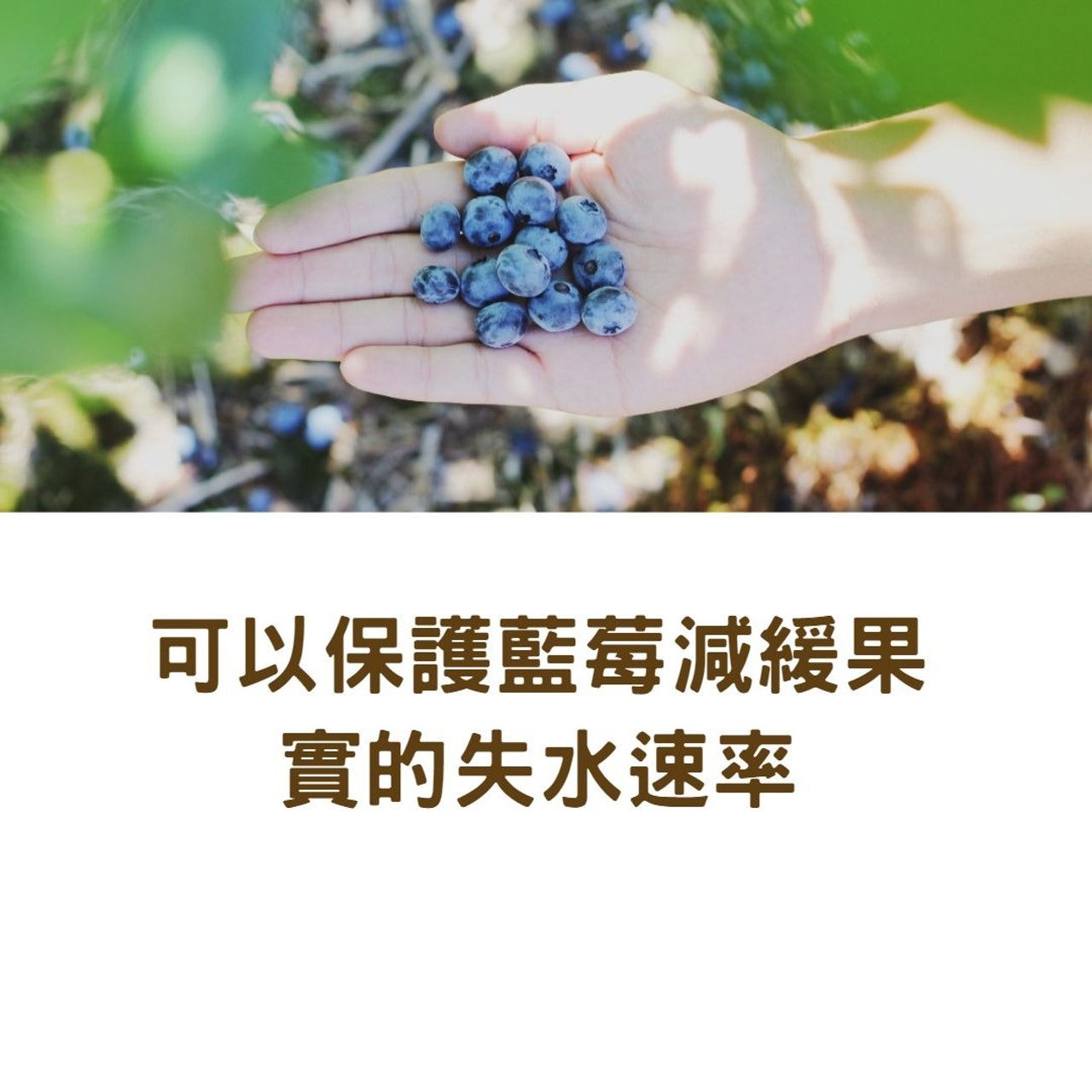 藍莓表面的白粉是什麼?(01製圖/背景圖:Farsai Chaikulngamdee/Unsplash) 藍莓表面的白粉是什麼?(01製圖/背景圖:Farsai Chaikulngamdee/Unsplash)